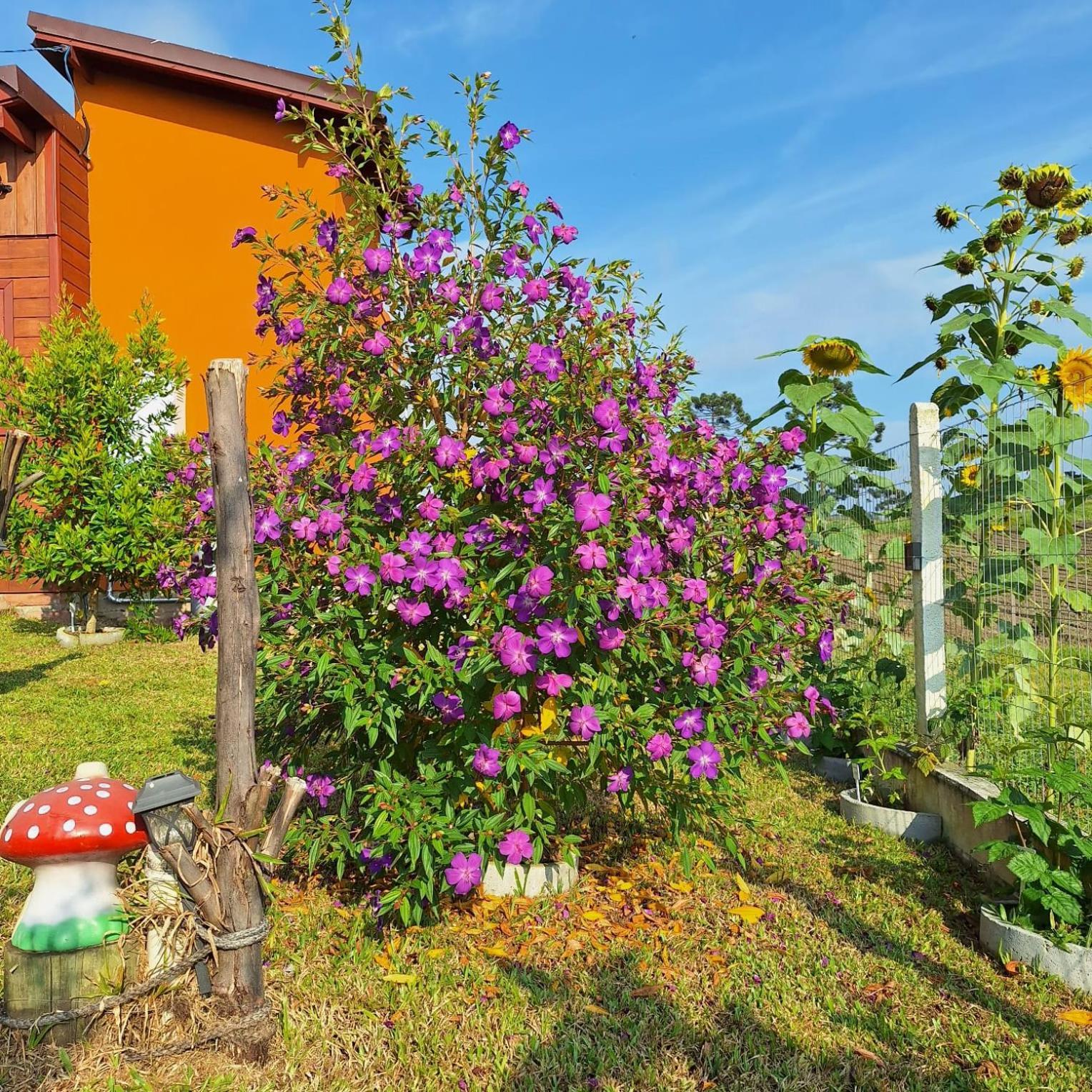 Guest house Recanto Dos Passaros